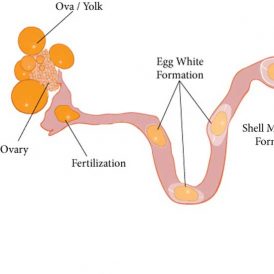 Mommy, Where Do Eggs Come From? Image